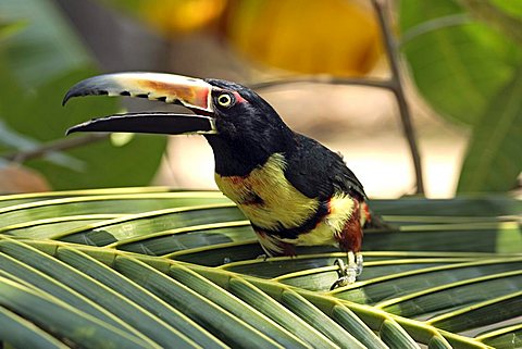 Collared Aracari (Pteroglossus torquatus), adult, on a palm, Roatan, Honduras, Central America