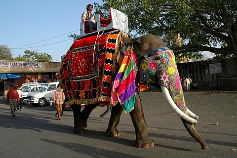 Decorated elephant at the Gangaur Festival in Jaipur, Rajasthan, India, Asia