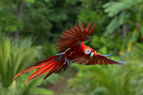 Scarlet Macaw (Ara macao), adult, flying, Roatan, Honduras, Central America