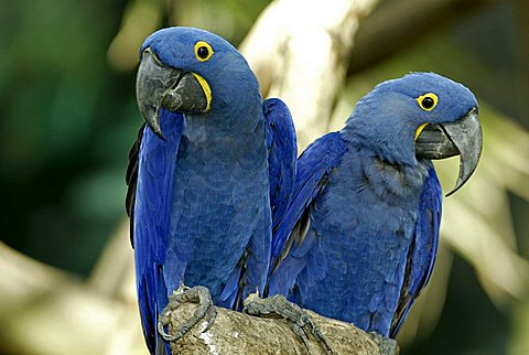 Hyacinth Macaw (Anodorhynchus hyacinthinus), adult, pair, native to South America