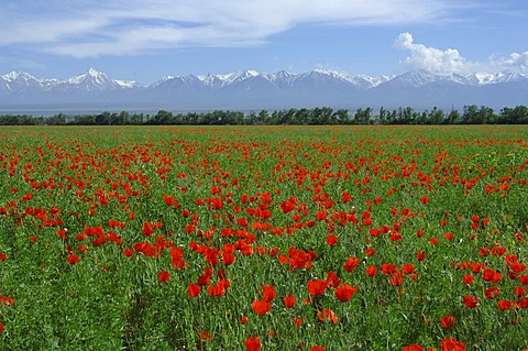 Field of red poppies, Kazakhstan