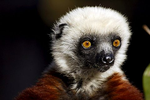 Verreaux's Sifaka (Propithecus verreauxi), adult, in a tree, portrait, Madagascar