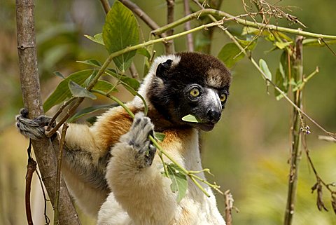 Verreaux's Sifaka (Propithecus verreauxi), adult, in a tree, feeding, portrait, Madagascar