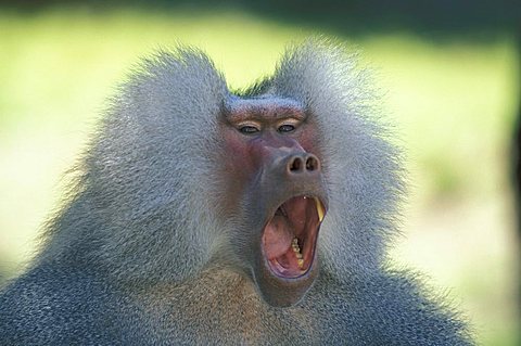 Hamadryas Baboon (Papio hamadryas), yawning adult male, portrait, native to Africa