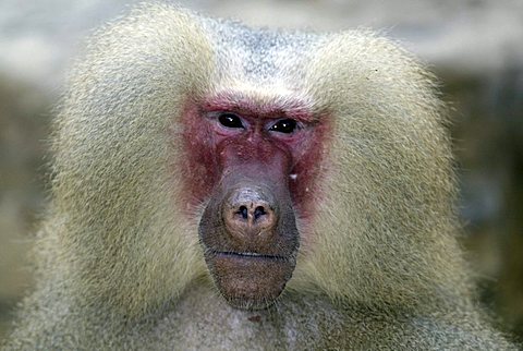 Hamadryas Baboon (Papio hamadryas), adult male, portrait, native to Africa