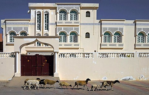 Herd of goats going past a modern residential house in the city of Sur, Sultanate of Oman, Middle East