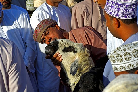 A potential buyer inspecting a sheep at the goat market, Nizwa, Sultanate of Oman, Middle East