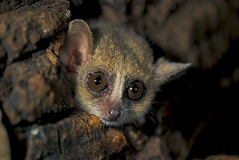 Gray Mouse Lemur (Microcebus murinus), adult peering out of a hole in a tree, Perinet Game Reserve, Madagascar, Africa