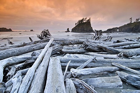 Tree trunks washed up on the beach, Rialto Beach, Mora, Olympic National Park, Washington, USA, North America