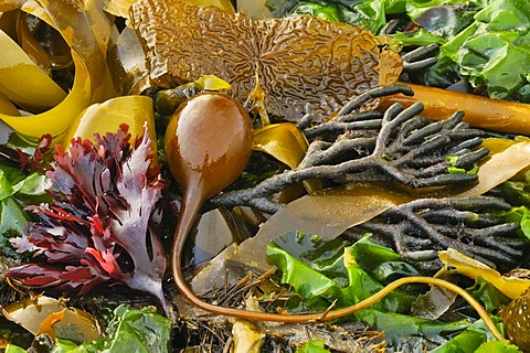 Various types of colourful Seaweed (Macrocystis), brown, yellow, green, red