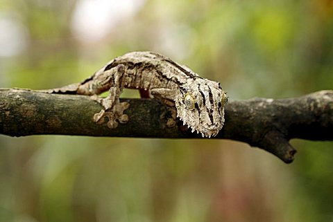 Flat or Leaf-tailed Gecko (Uroplatus sikorae sikorae), adult on a tree, Madagascar, Africa