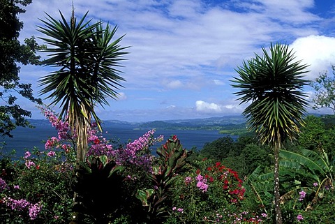 Hibiscus (Hibiscus) and bougainvillea, Lake Arenal reservoir, Costa Rica, Central America