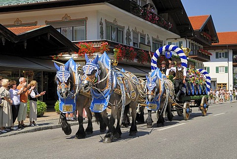 Carriage and four Belgian horses or Brabants from the Hofbraeuhauses Muenchen brewery at Rottacher Rosstag festival, Rottach-Egern at Lake Tegern, Upper Bavaria, Germany, Europe