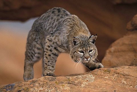 Bobcat (Lynx rufus), adult on a rock, Utah, USA, North America