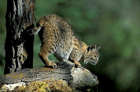 Bobcat (Lynx rufus), adult on a tree stump, Utah, USA, North America