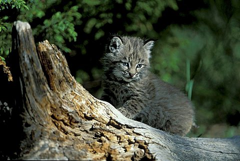 Bobcat (Lynx rufus), cub on a tree stump, Utah, USA, North America