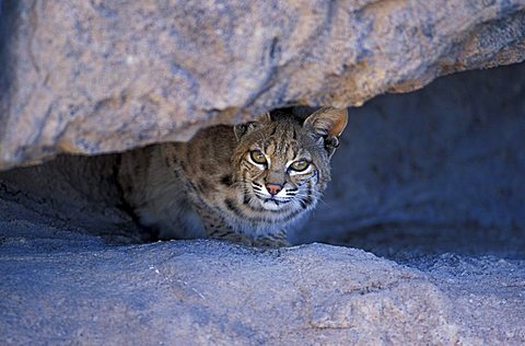 Bobcat (Lynx rufus), adult on a rock, Utah, USA, North America