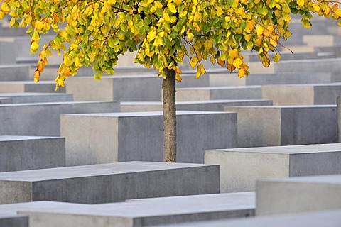 Tree with autumnal foliage standing on the grounds of the memorial for the murdered Jews in Europe, Holocaust Memorial, Berlin, Germany, Europe