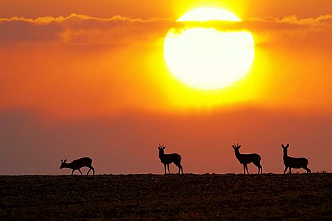 Deers in front of a sunset, photo composition