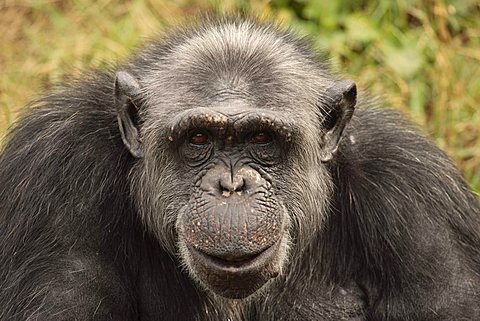 Central African Chimpanzee (Pan t. troglodytes), adult, portrait, native to Africa