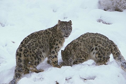 Snow Leopard (Uncia uncia), pair of adults in snow, native to Asia