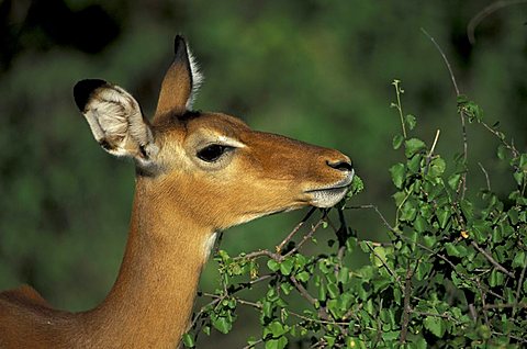 Impala (Aepyceros melampus), adult doe feeding, Samburu Game Reserve, Kenya, Africa