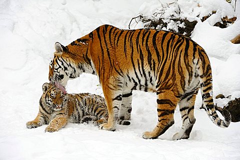 Siberian tiger, Amur tiger (Panthera tigris altaica) with cub