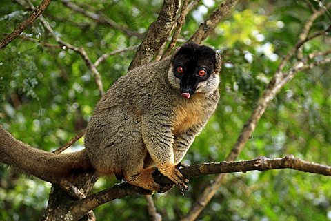 Common Brown Lemur (Eulemur fulvus fulvus), adult male in a tree, Madagascar, Africa