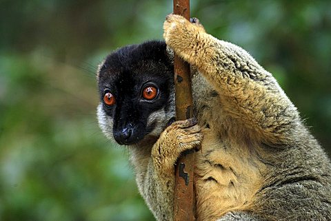 Common Brown Lemur (Eulemur fulvus fulvus), adult male on a tree, Madagascar, Africa