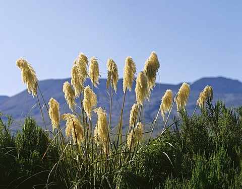 Common Reed (Phragmites australis)