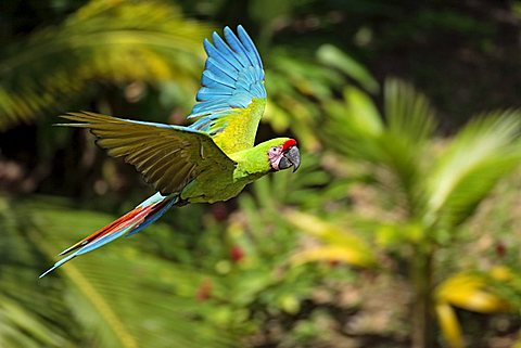 Military Macaw (Ara militaris), adult in flight, Roatan, Honduras, Central America