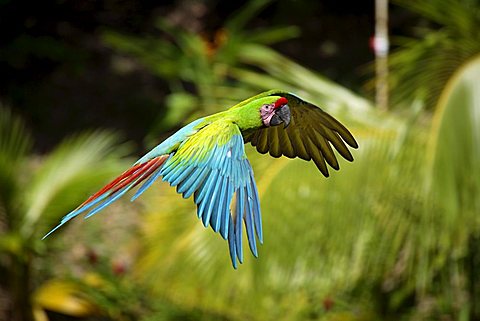 Military Macaw (Ara militaris), adult in flight, Roatan, Honduras, Central America