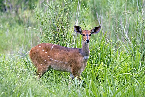 Bushbuck or Bush Antelope (Tragelaphus scriptus sylvaticus), adult doe, Sabie Sand Game Reserve, South Africa, Africa