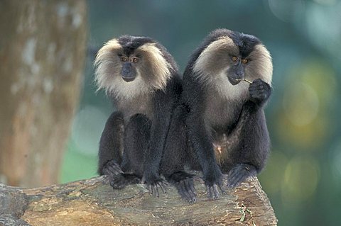 Lion-tailed macaques (Macaca silenus), adults, occurrence in India