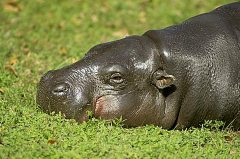 Pygmy hippopotamus (Choeropsis liberiensis or Hexaprotodon liberiensis)