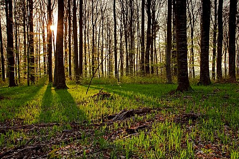 Beech forest in backlight, spring, Sipplingen at Lake Constance, Baden-Wuerttemberg, Germany, Europe