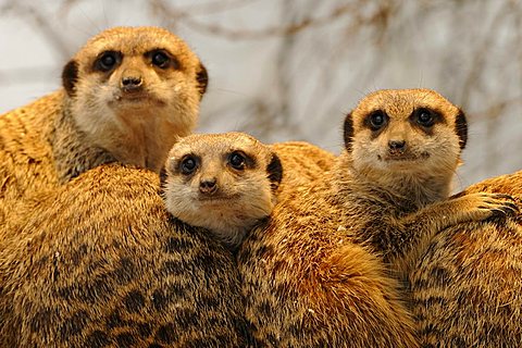 Meerkats or Suricates (Suricata Suricatta)