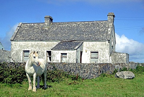 A gray horse in front of a gray stone cottage, Inishmore, Aran Islands, Ireland