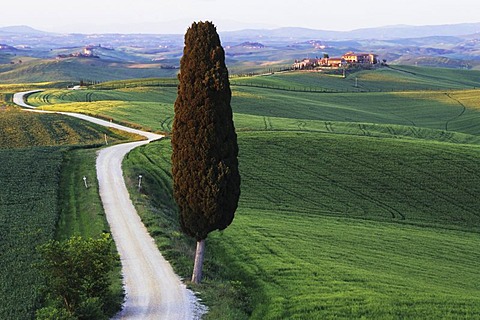 Cypress trees near Ville di Corsano, Tuscany, Italy, Europe