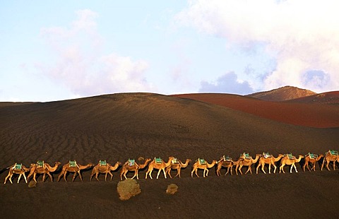 Camel tour at Timanfaya National Park, Lanzarote, Canary Islands, Spain, Europe