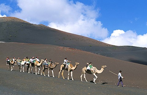 Camel tour at Timanfaya National Park, Lanzarote, Canary Islands, Spain, Europe