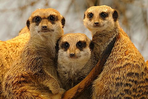 Meerkats or Suricates (Suricata Suricatta)