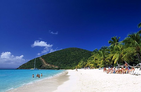 Palm trees on a beach, White Bay, Jost Van Dyke Island, British Virgin Islands, Caribbean