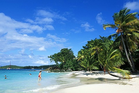 Palm trees on a beach, Solomon Bay, St. John Island, United States Virgin Islands, Caribbean