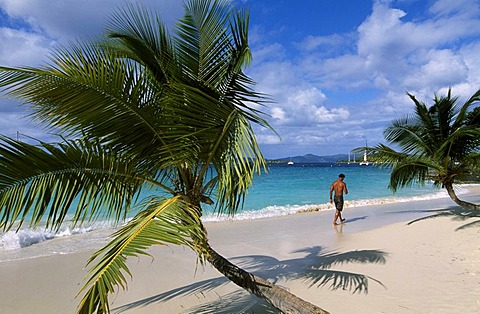 Palm trees on a beach, Solomon Bay, St. John Island, United States Virgin Islands, Caribbean