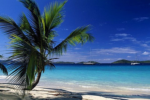 Palm trees on a beach, Solomon Bay, St. John Island, United States Virgin Islands, Caribbean