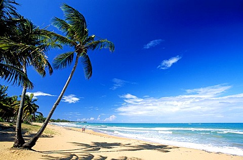 Beach with palm trees, Coco Beach near Rio Grande, Puerto Rico, Caribbean