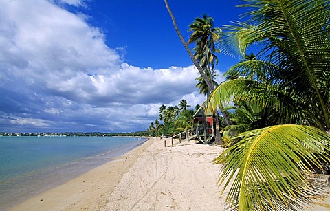 Beach with palm trees, Boqueron Beach, Puerto Rico, Caribbean