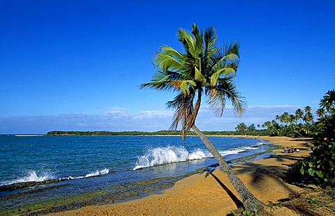 Beach with palm trees, Tres Palmitas Beach near Loiza, Puerto Rico, Caribbean