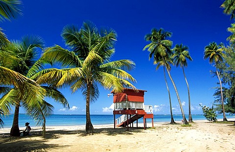 Beach with palm trees, Luquillo Beach, Puerto Rico, Caribbean